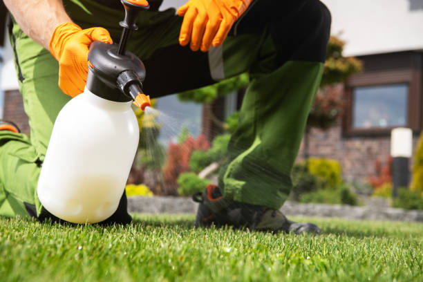 Best Spider Control Near Me  in Steger, IL