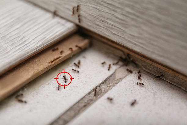 Best Best Pest Control Companies  in Steger, IL