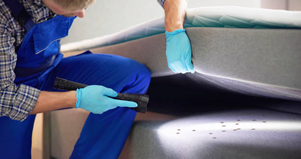 Best Rat Extermination Near Me  in Steger, IL