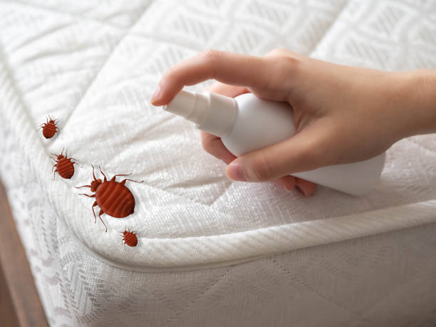Wasp Removal Services in Steger, IL