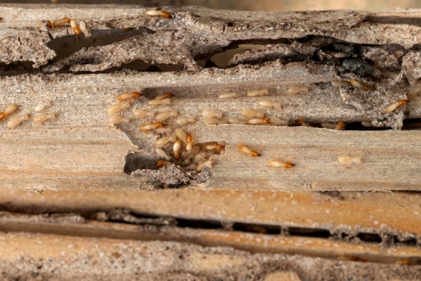 Best Exterminator Services  in Steger, IL
