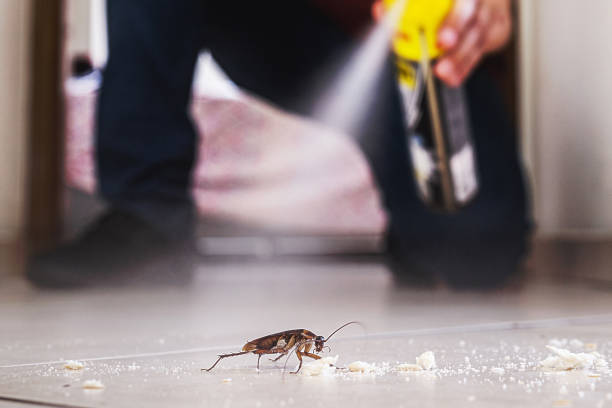 Best Local Pest Control Services  in Steger, IL