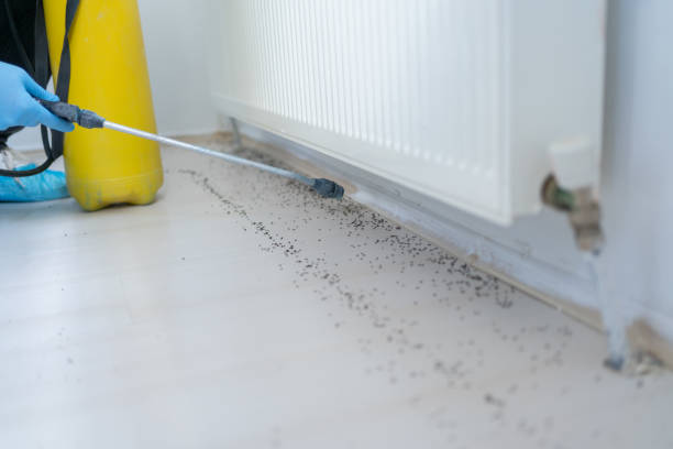 Best Rat Extermination Near Me  in Steger, IL