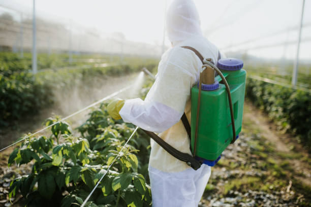 Reliable Steger, IL Pest Control Solutions